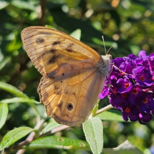 Heteronympha merope at QPRC LGA - 9 Feb 2024 04:06 PM