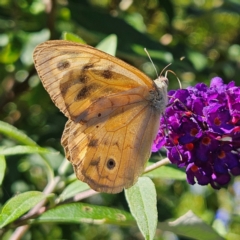 Heteronympha merope at QPRC LGA - 9 Feb 2024