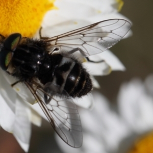 Dasybasis sp. (genus) at Lyons, ACT - 10 Oct 2020