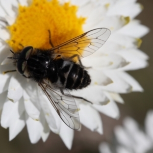 Dasybasis sp. (genus) at Lyons, ACT - 10 Oct 2020