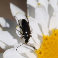 Neocistela ovalis (Comb-clawed beetle) at Lyons, ACT - 10 Oct 2020 by ran452