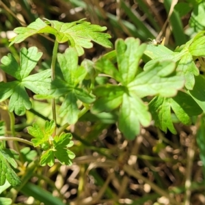 Geranium sp. at Jacka, ACT - 9 Feb 2024 04:20 PM