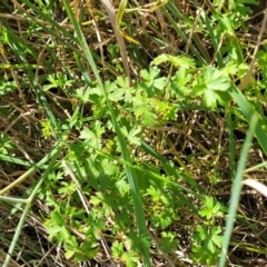 Geranium sp. at Jacka, ACT - 9 Feb 2024 04:20 PM