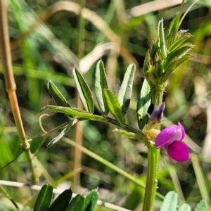 Vicia sativa at Moncrieff, ACT - 9 Feb 2024