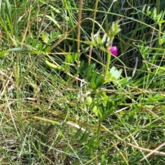 Vicia sativa at Moncrieff, ACT - 9 Feb 2024