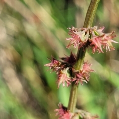 Rumex brownii (Slender Dock) at Moncrieff, ACT - 9 Feb 2024 by trevorpreston