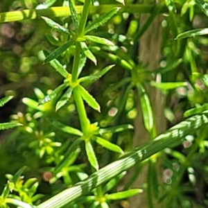 Asperula conferta at Moncrieff, ACT - 9 Feb 2024