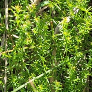 Asperula conferta at Moncrieff, ACT - 9 Feb 2024