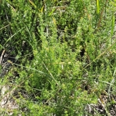 Asperula conferta at Moncrieff, ACT - 9 Feb 2024