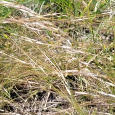 Austrostipa scabra (Corkscrew Grass, Slender Speargrass) at Jacka, ACT - 9 Feb 2024 by trevorpreston