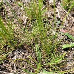 Austrostipa scabra at Jacka, ACT - 9 Feb 2024 03:57 PM