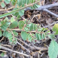 Euphorbia dallachyana (Mat Spurge, Caustic Weed) at Jacka, ACT - 9 Feb 2024 by trevorpreston