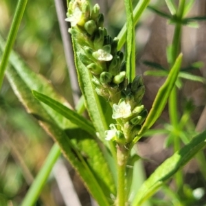 Persicaria prostrata at Moncrieff, ACT - 9 Feb 2024