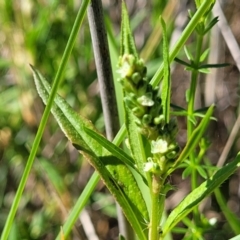 Persicaria prostrata at Moncrieff, ACT - 9 Feb 2024