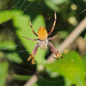 Hortophora sp. (genus) at QPRC LGA - 9 Feb 2024