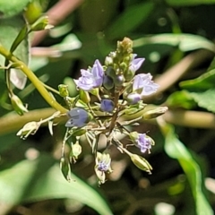 Veronica anagallis-aquatica (Blue Water Speedwell) at Moncrieff, ACT - 9 Feb 2024 by trevorpreston