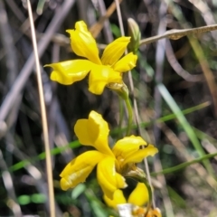 Goodenia pinnatifida (Scrambled Eggs) at Moncrieff, ACT - 9 Feb 2024 by trevorpreston