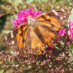 Vanessa kershawi (Australian Painted Lady) at QPRC LGA - 9 Feb 2024 by MatthewFrawley