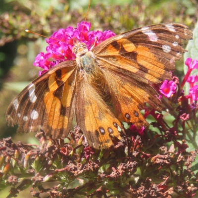 Vanessa kershawi (Australian Painted Lady) at QPRC LGA - 9 Feb 2024 by MatthewFrawley