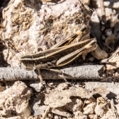 Macrotona australis (Common Macrotona Grasshopper) at Kambah, ACT - 1 Feb 2024 by SWishart