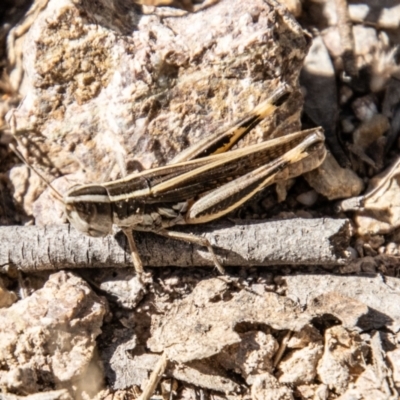Macrotona australis (Common Macrotona Grasshopper) at Bullen Range - 1 Feb 2024 by SWishart