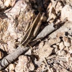 Macrotona australis at Bullen Range - 2 Feb 2024