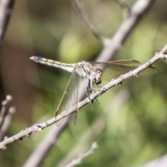 Orthetrum caledonicum (Blue Skimmer) at Bullen Range - 1 Feb 2024 by SWishart