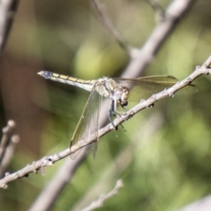 Orthetrum caledonicum at Bullen Range - 2 Feb 2024 09:37 AM