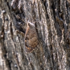 Geitoneura klugii (Marbled Xenica) at Bullen Range - 2 Feb 2024 by SWishart