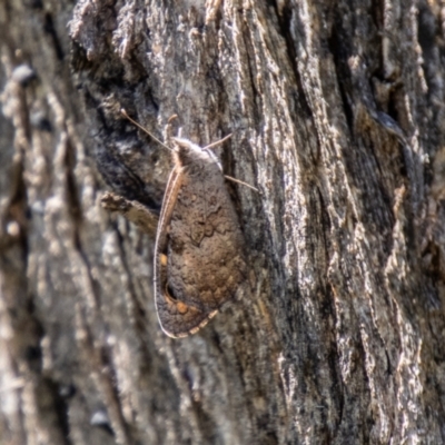 Geitoneura klugii (Marbled Xenica) at Kambah, ACT - 1 Feb 2024 by SWishart