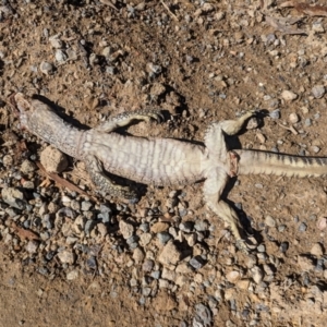 Varanus rosenbergi at Namadgi National Park - suppressed