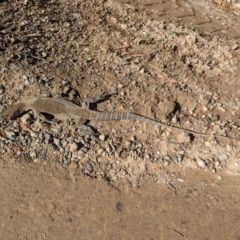 Varanus rosenbergi at Namadgi National Park - suppressed