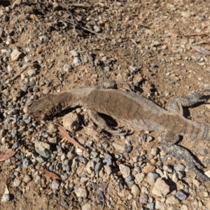 Varanus rosenbergi at Namadgi National Park - suppressed