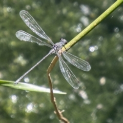 Austroargiolestes icteromelas (Common Flatwing) at Bullen Range - 2 Feb 2024 by SWishart