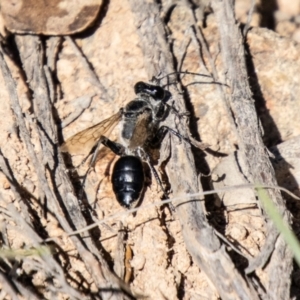 Tiphiidae (family) at Bullen Range - 2 Feb 2024