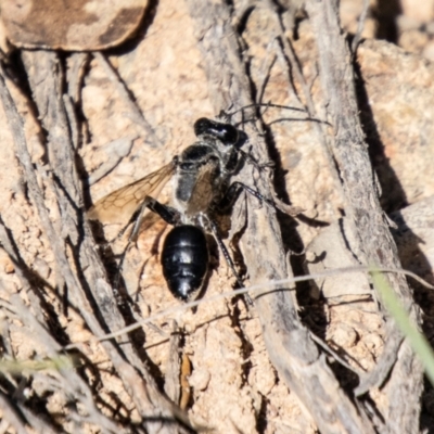 Tiphiidae (family) (Unidentified Smooth flower wasp) at Kambah, ACT - 1 Feb 2024 by SWishart