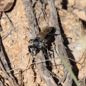 Tiphiidae (family) at Bullen Range - 2 Feb 2024