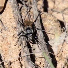 Tiphiidae (family) at Bullen Range - 2 Feb 2024