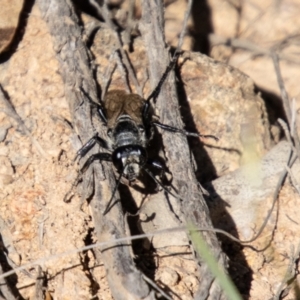 Tiphiidae (family) at Bullen Range - 2 Feb 2024