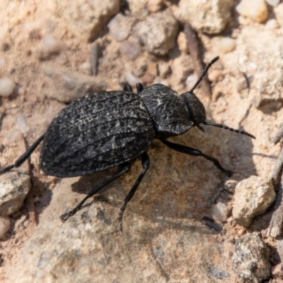 Nyctozoilus reticulatus (Darkling beetle) at Kambah, ACT - 1 Feb 2024 by SWishart