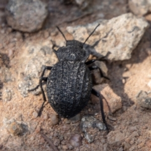 Nyctozoilus reticulatus at Bullen Range - 2 Feb 2024