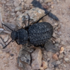 Nyctozoilus reticulatus at Bullen Range - 2 Feb 2024