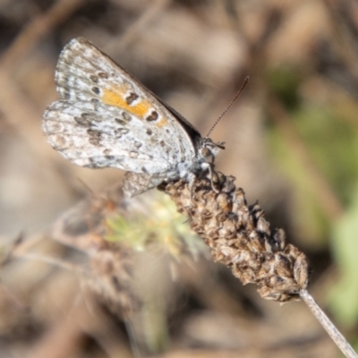 Lucia limbaria (Chequered Copper) at Bullen Range - 2 Feb 2024 by SWishart