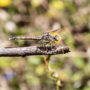 Orthetrum caledonicum at Bullen Range - 2 Feb 2024 11:00 AM