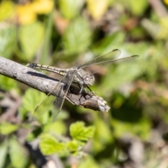 Orthetrum caledonicum at Bullen Range - 2 Feb 2024 11:00 AM