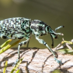 Chrysolopus spectabilis (Botany Bay Weevil) at Kambah, ACT - 2 Feb 2024 by SWishart