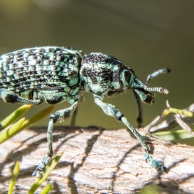 Chrysolopus spectabilis (Botany Bay Weevil) at Bullen Range - 2 Feb 2024 by SWishart