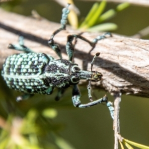 Chrysolopus spectabilis at Bullen Range - 2 Feb 2024