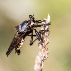 Unidentified Robber fly (Asilidae) at Kambah, ACT - 2 Feb 2024 by SWishart