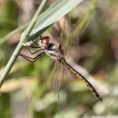 Hemicordulia tau (Tau Emerald) at Bullen Range - 2 Feb 2024 by SWishart